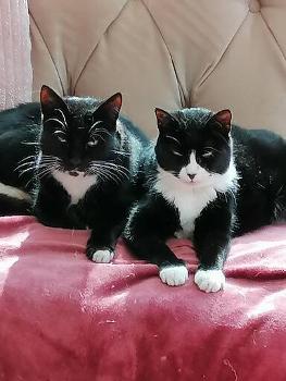 cats, ginger, fat, tortoise shell, black, white, blanket, cuddle, comfy, family, monmouth, GL16, forest of dean, ross-on-wye