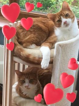 black, white, cat, sitting, brown, sofa, cute, forest of dean, GL, gloucester