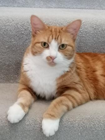 ginger, white, cat, cuddle, sleep, cute, forest of dean, GL16