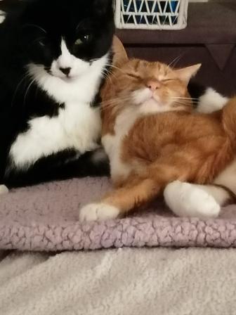 cats, ginger, fat, tortoise shell, black, white, blanket, cuddle, comfy, family, monmouth, GL16, forest of dean, ross-on-wye